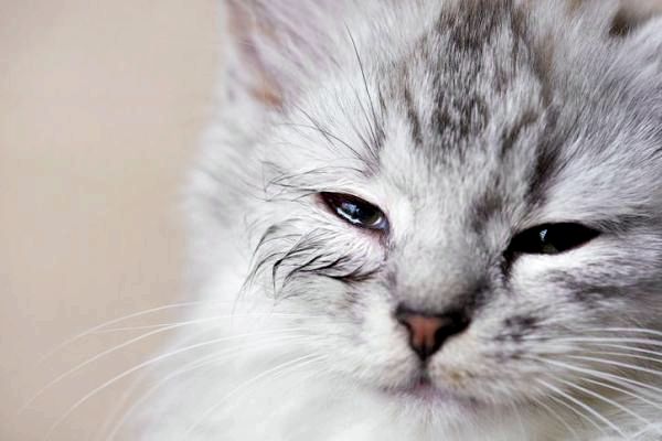 Почему кошка все время плачет? - Кошки плачут, когда болеют?