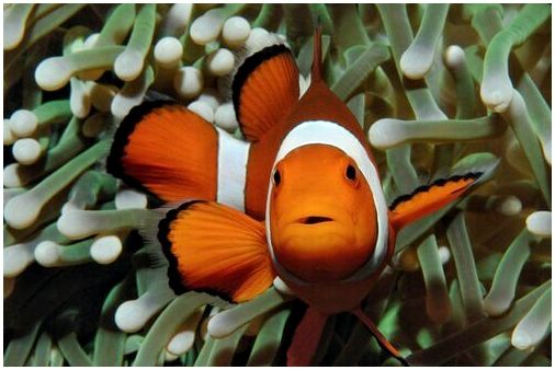 Почему рыба-клоун оранжевая?