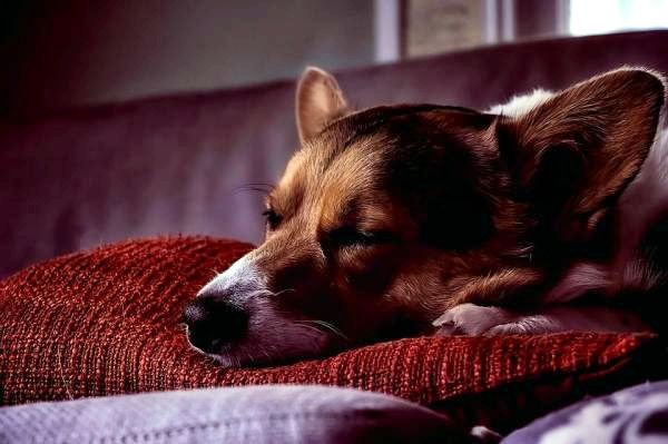 Почему собаки трясут своими телами? - Почему собаки дрожат, когда просыпаются?