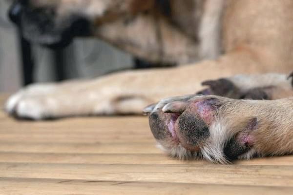 Пододерматит у собак: причины, симптомы и лечение