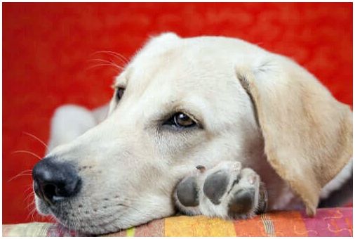 Причины летаргии у собак