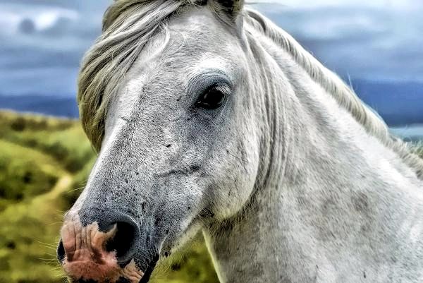 Различные виды лошадиных паразитов: внутренние паразиты у лошадей