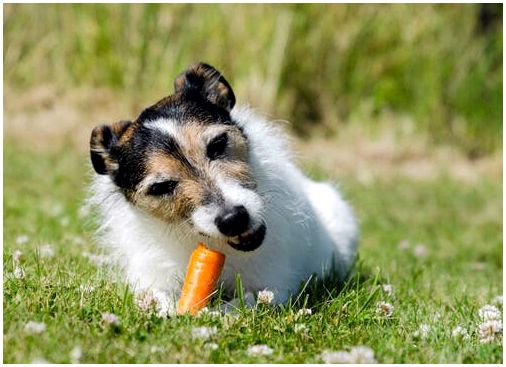 Джек-рассел-терьер ест морковь.