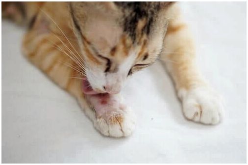 Струпья у кошек: симптомы и лечение