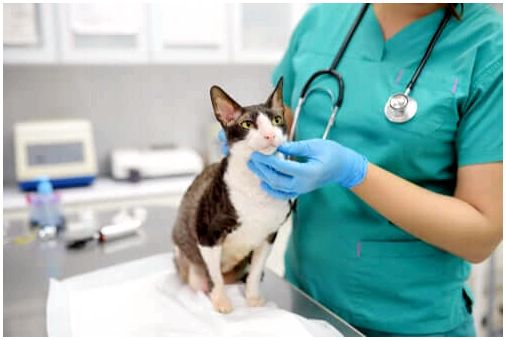 Кошка у ветеринара лечится от струпьев.