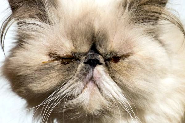 У моей кошки струпья - Кожные заболевания у кошек - Кожные заболевания у персидских кошек