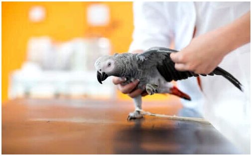 Узнайте все о лечении травмированной птицы - Здоровье