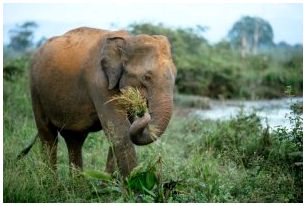 Слон ест траву.