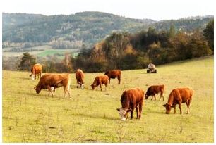 Некоторые коровы пасутся в поле.