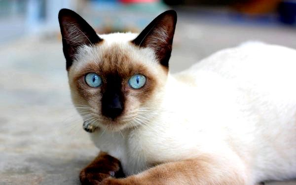 Типы сиамских кошек - цвета сиамских кошек