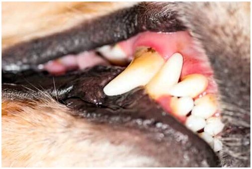 Заболевание десен у собак: симптомы и лечение