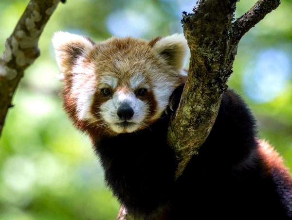 Животные, такие как еноты - имена и примеры - красная панда