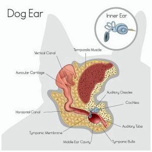 Анатомия собачьего уха.