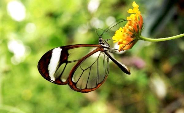 10 самых красивых животных в мире - 10. Бабочка с хрустальными крыльями