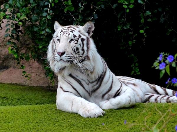10 самых красивых животных в мире - 2. Белый бенгальский тигр