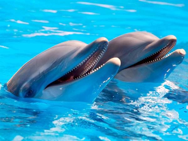 10 самых красивых животных в мире - 5. Дельфин