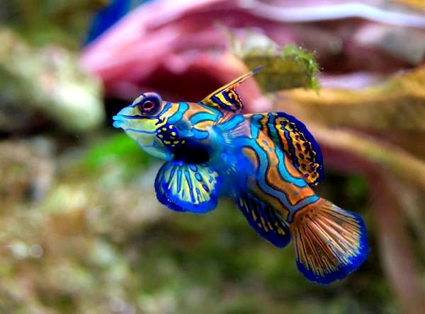 10 самых красивых животных в мире - 6. Рыба-мандарин