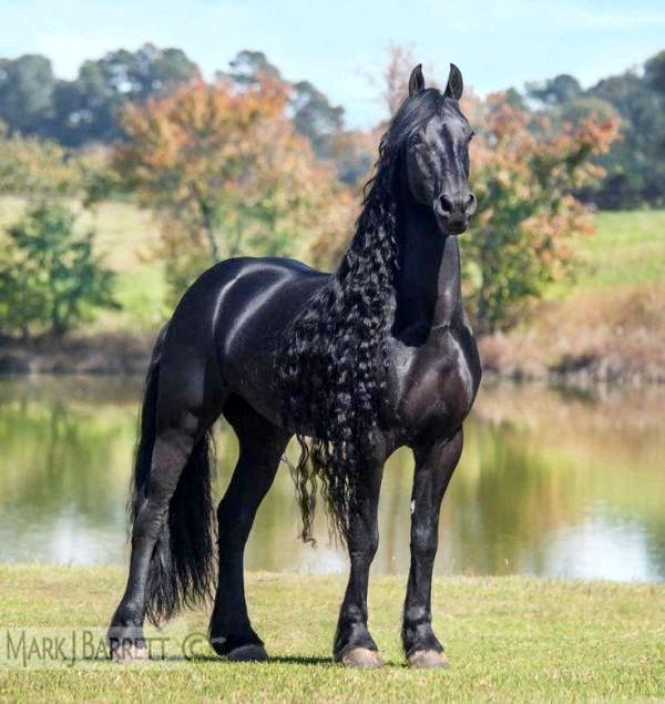 10 самых красивых животных в мире - 8. Фризская лошадь