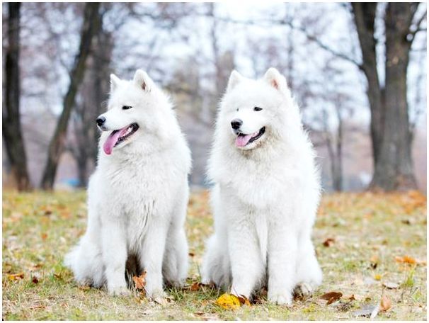 Две белые собаки