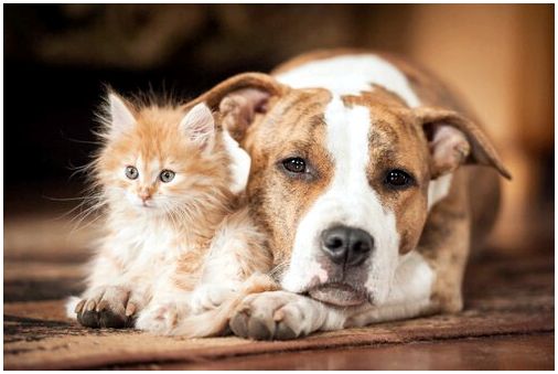 Опасные заболевания для вашего питомца: котенок и собака.