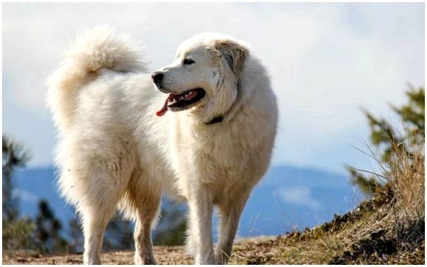 пиренейская горная собака охранник