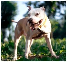ТОП-20 самых опасных собак в мире с описанием и фото