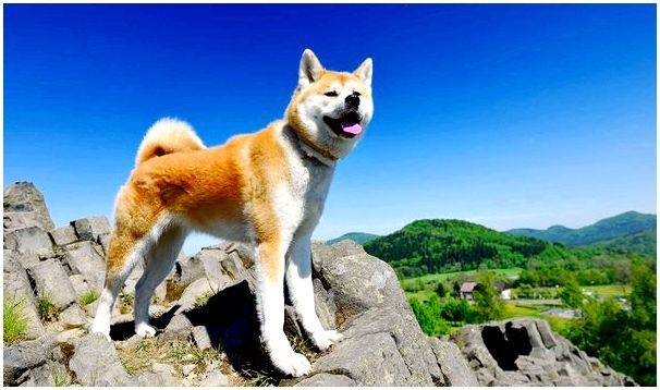Акита ину порода собак из японии thumbnail