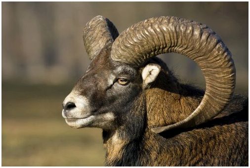 Архар овец: характеристика дикого горного барана