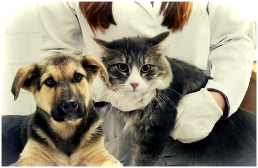 Ветеринар ищет аскаридоз у кошек и собак.