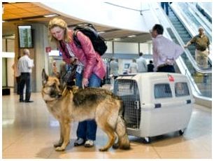 Какую собаку можно перевозить в самолете