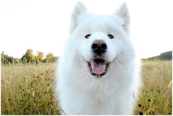 Как называется порода собаки большая белая thumbnail