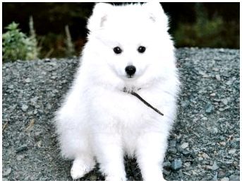 Картинки с породами собак белых и пушистых