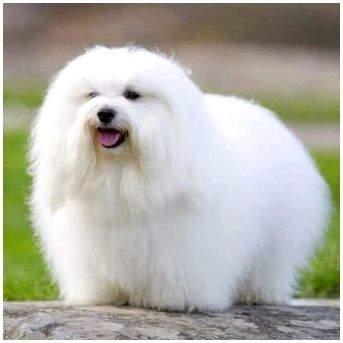 Огромная белая пушистая собака порода