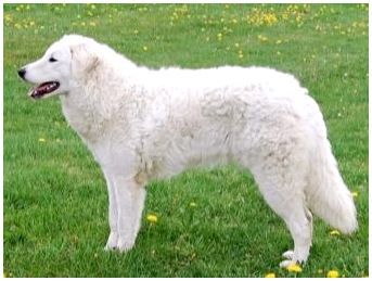 Что за порода собаки белая большая пушистая