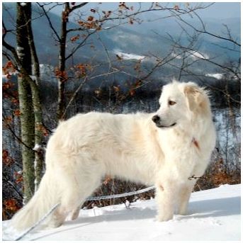 Порода собак белая пушистая большая порода