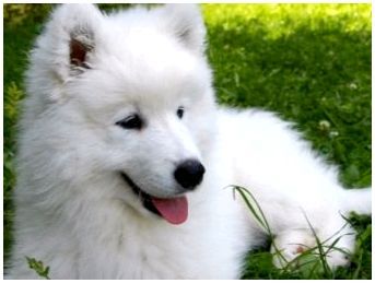 Порода собак белая пушистая большая порода