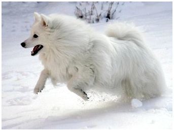 Что за порода собаки белая большая пушистая
