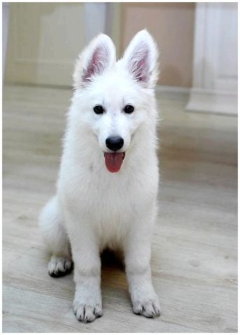 Как называется порода собаки белая пушистая большая
