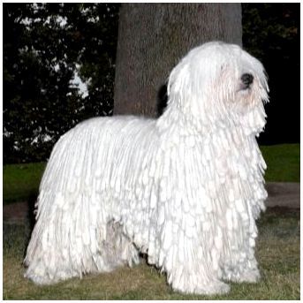 Огромная белая пушистая собака порода