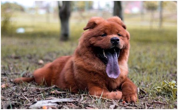 Порода собаки оранжевого цвета