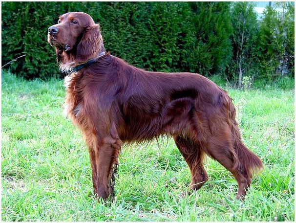 Собаки больших пород коричневого цвета