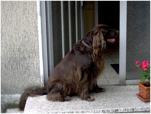 Собаки больших пород коричневого цвета
