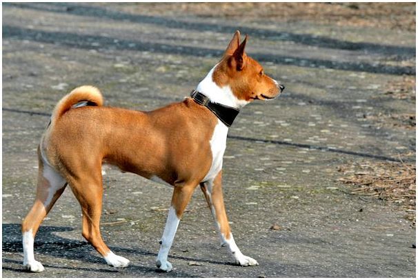 Фото рыжих собак с названием породы