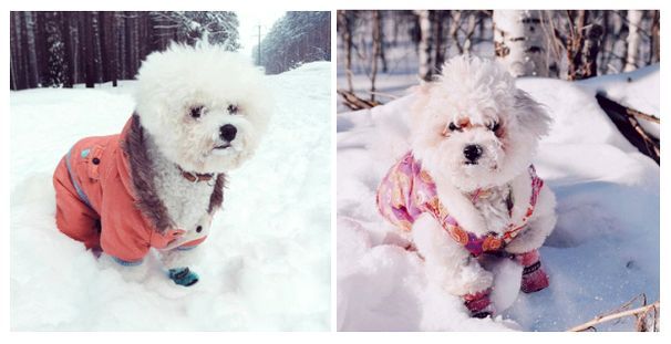 В холодное или дождливое время года необходимо одевать собаку
