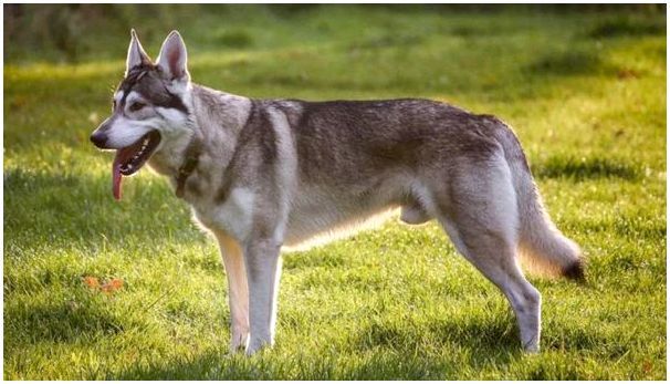 Породы собак похожие на волков, потомки волков или скрещенные с волками