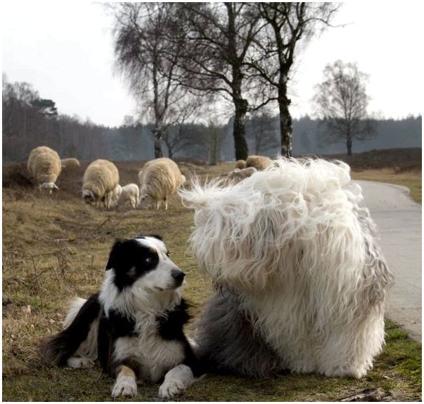 В прежние времена бобтейлы использовались на пастбищах и специализировались на охране овец