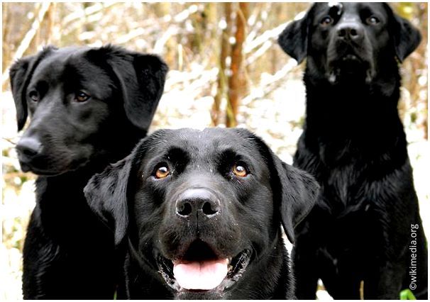 Большая черная собака породы собак thumbnail