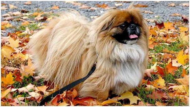 порода собак пекинес фото