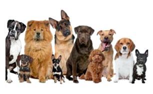 Породы средних и крупных собак фото и название породы этой собаки thumbnail