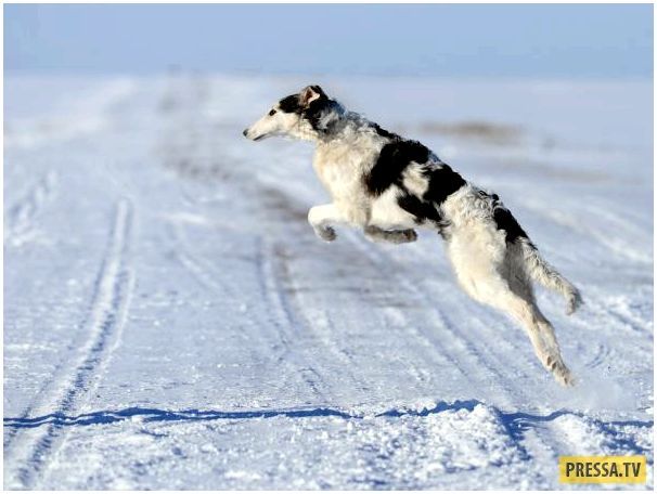 Топ самых быстрых пород собак в мире